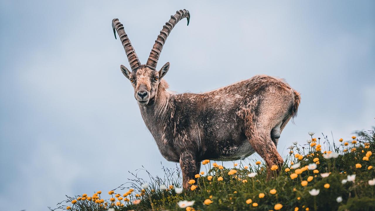 Steinbock in den Bergen