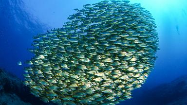 Fischschwarm bildet ein farbenträchtiges Rund