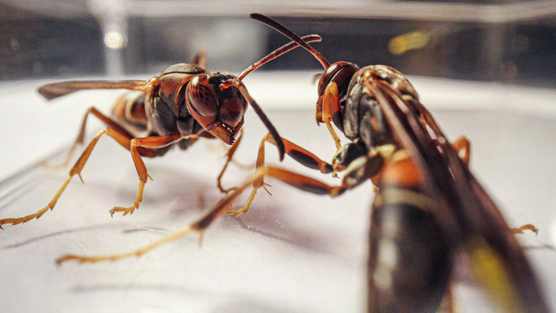 Zwei Papierwespen stehen sich bedrohlich gegenüber.
