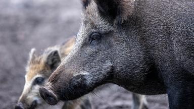 Wildschweine