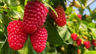 Superfood Beeren: Frische, große Himbeeren hängen an einem Himbeerstrauch