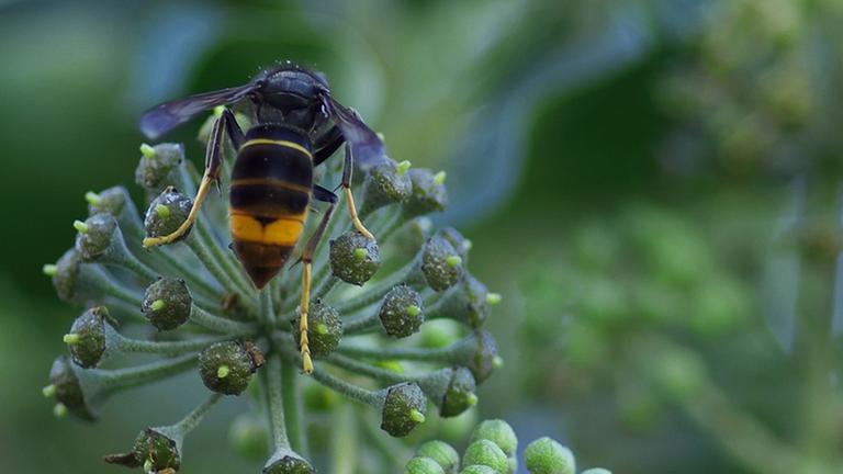 Asiatische Tigermücke