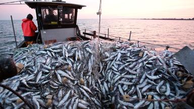 Fisch im Fischkutter