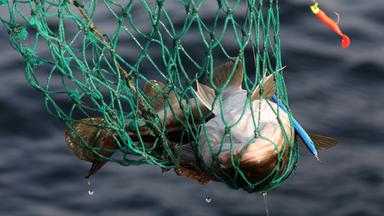 Dorsch im Fischernetz