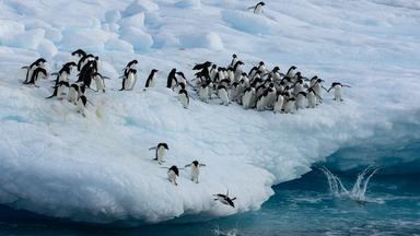 Kaiserpinguine im Weddellmeer