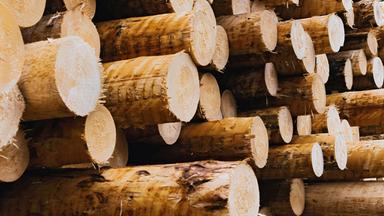 Entrindete Baumstämme liegen gestapelt 