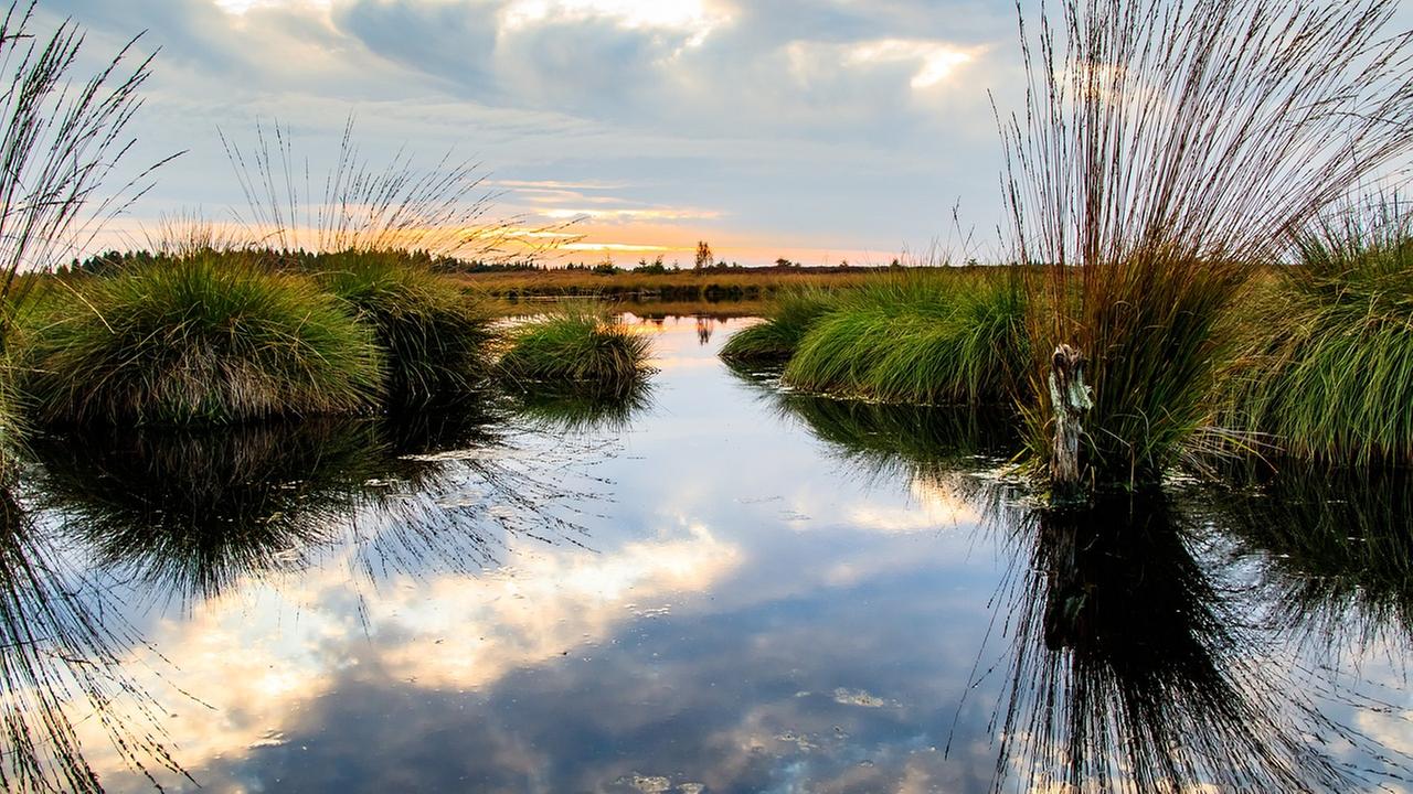 Moorlandschaft