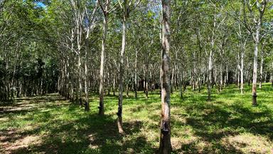 In mehreren Reihen stehen Kautschukbäume, wie sie in den Tropen als Monokulturen angebaut werden.