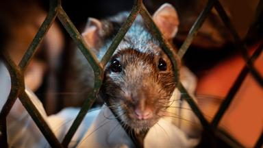  Eine braune Ratte taucht aus einem städtischen Buffet auf - städtische Abfallkörbe