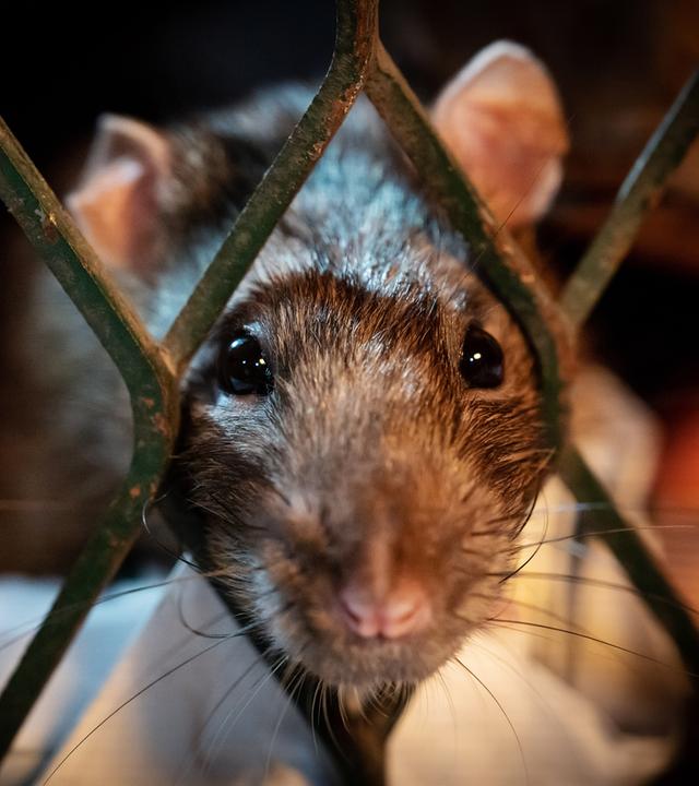  Eine braune Ratte taucht aus einem städtischen Buffet auf - städtische Abfallkörbe