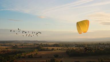 Waldrappe auf begleitetem Vogelzug