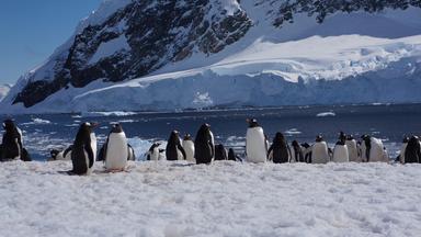 Pinguine in der Antarktis
