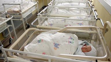 Einzelner Säuling auf Geburtenstation