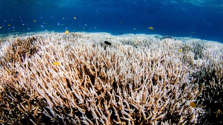NANO vom 17. April 2024: Korallenbleiche gefährdet Great Barrier Reef