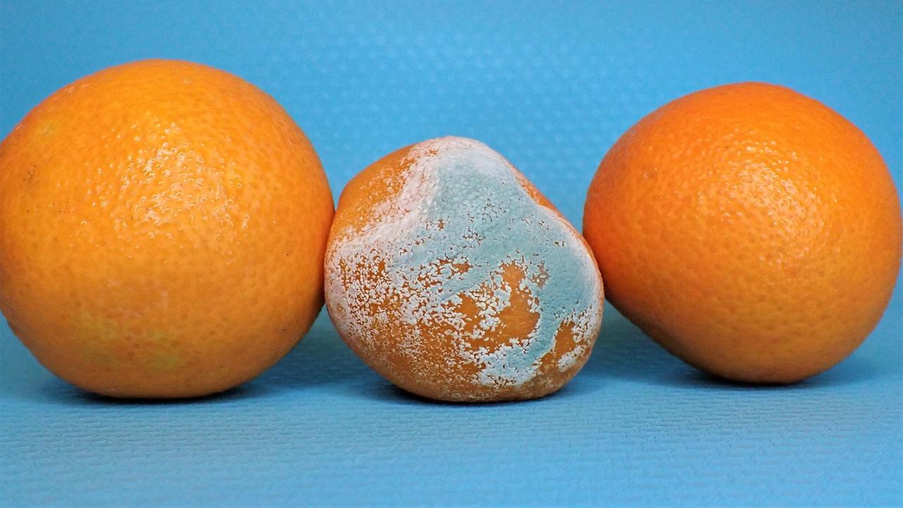 Drei Orangen, in der MItte mit Schimmel