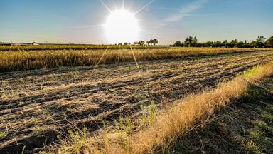 Ausgetrocknetes Feld, im Hintergrund Sonne
