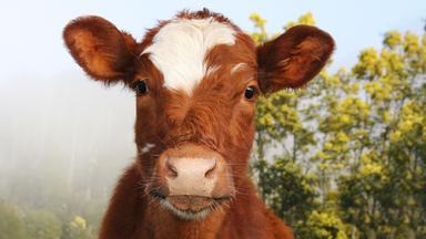 Nicht nur das Tierwohl, auch der ökologische Fußabdruck der industriellen Tierhaltung verlangt ein Umdenken.