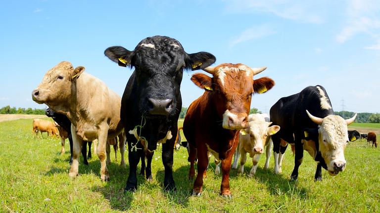USA: Vogelgrippe bei Rindern nachgewiesen