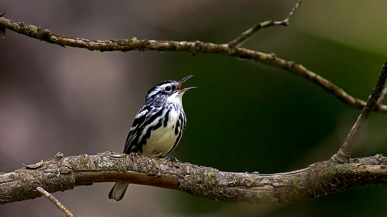 Vogel auf einem Ast