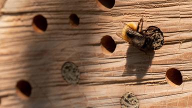 Biene besucht ein Bienenhotel