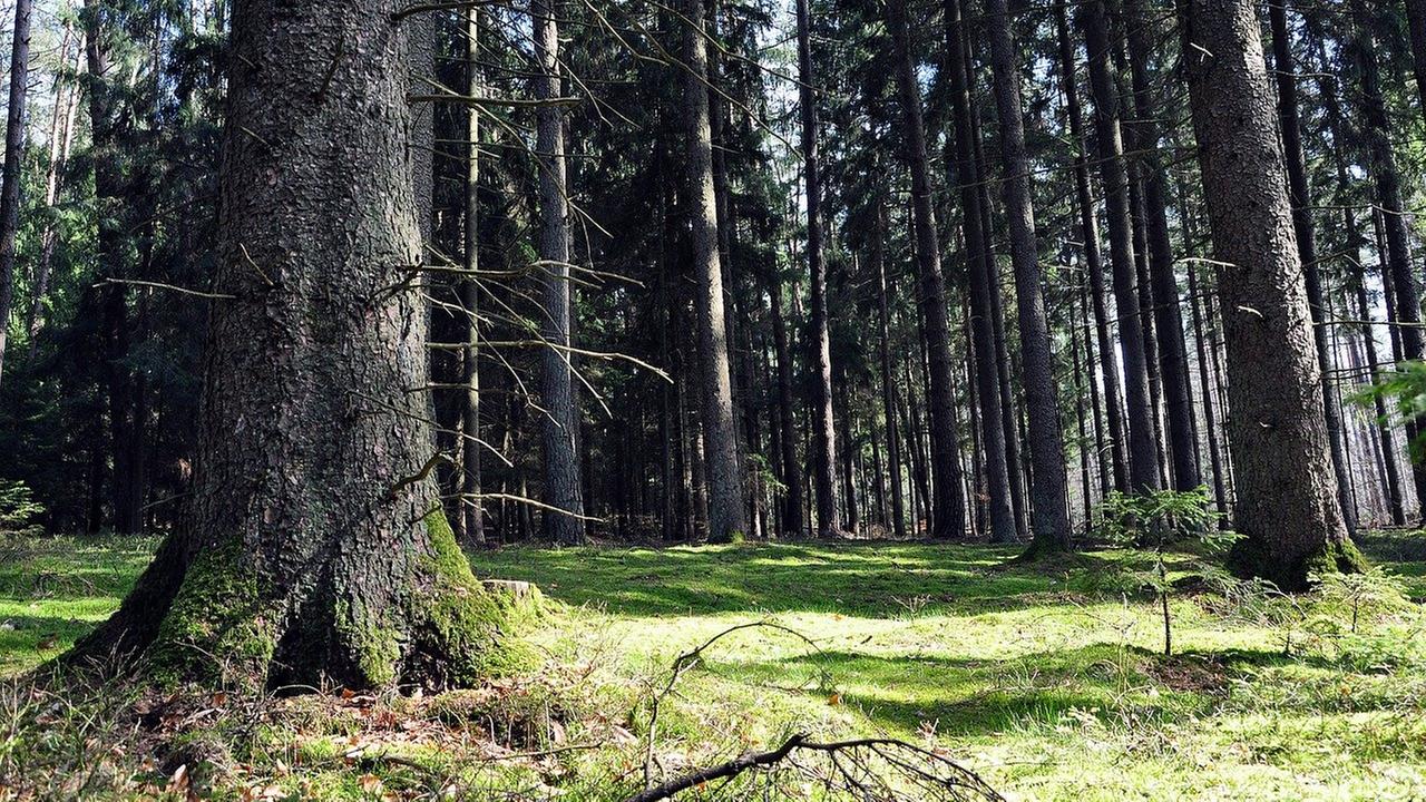 Blick in den Fichtenwald