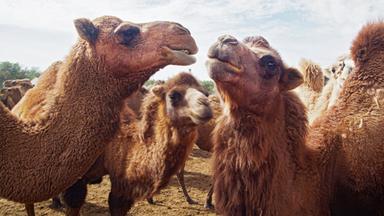 Eine Herde Dromedare und Trampeltiere