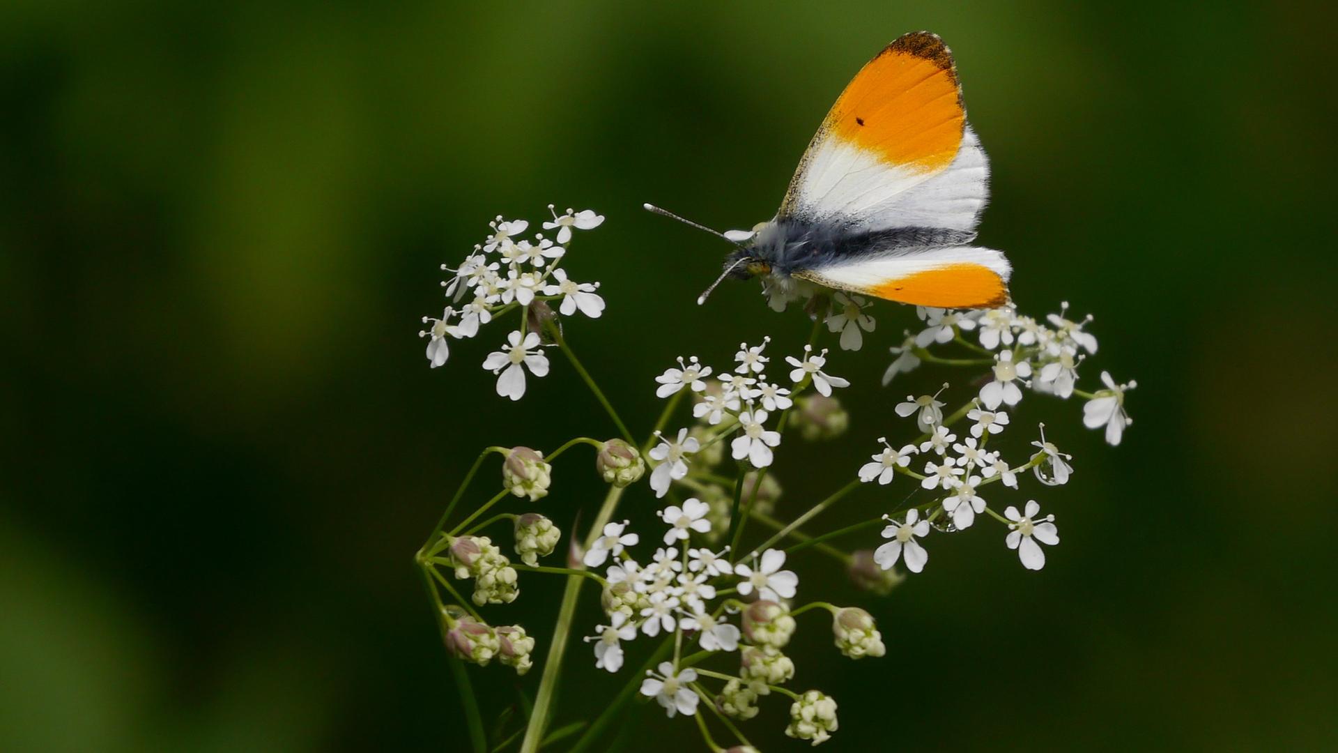 Ein Aurorafalter sitzt im Roten Moor in der Nähe von Gersfeld/Hessen auf Blüten.