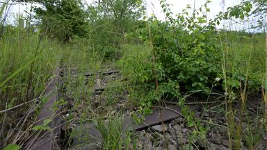 Ein Blick auf einen Teil eines 90 Hektar großen Gebiets in Wien-Donaustadt das als Naturschutz-Areal renaturiert werden soll.