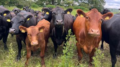 Vieh auf der Weide, nah