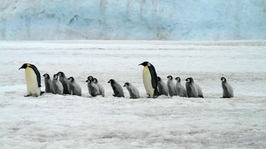 Pinguine in der Antarktis
