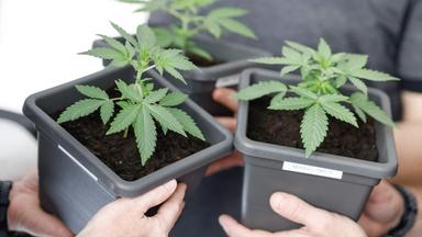 Cannabis Pflanze im Topf