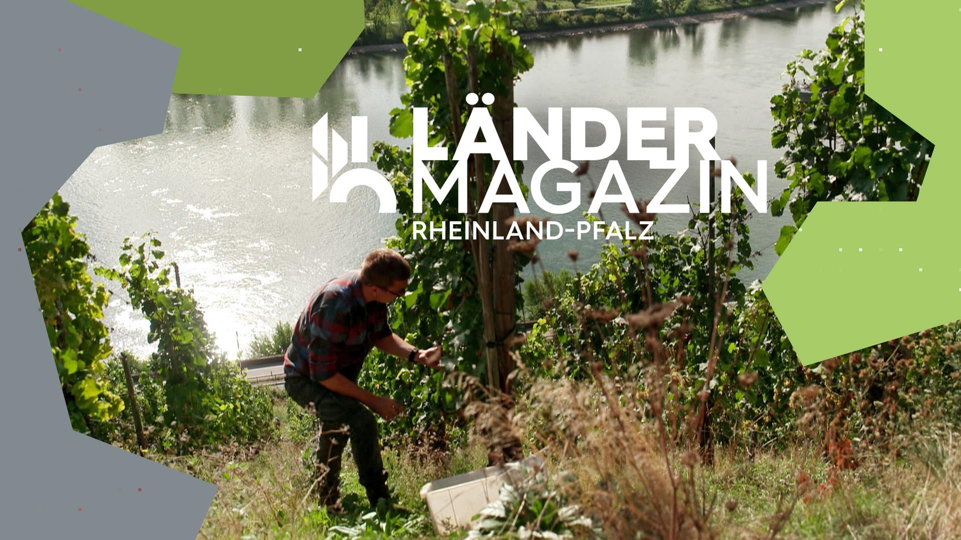 Ein Mann arbeitet an der Weinlese.