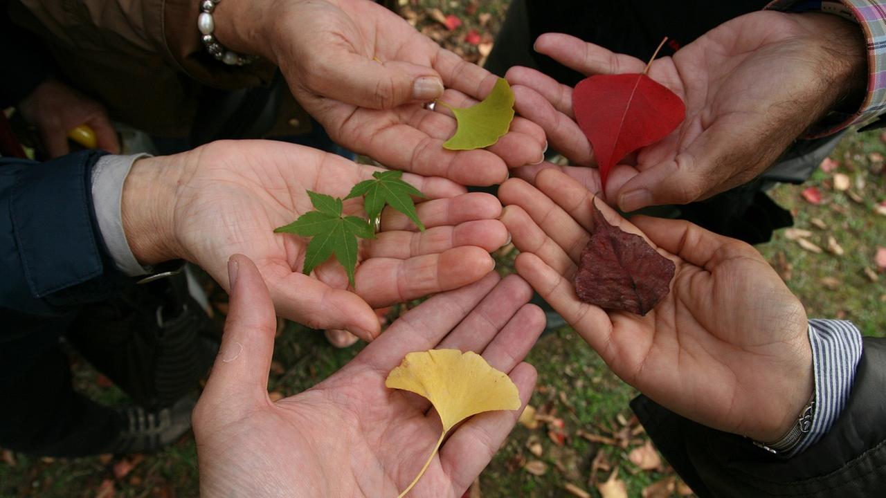 Hände im Kreis mit bunten Blättern