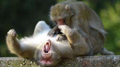 Ein Japanmakeke wird auf dem Rücken liegend von einem anderen Makakenaffen am Bauch gekitzelt