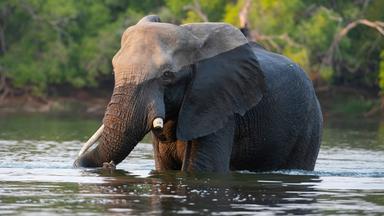 Ein Elefant im Fluss Sambesi 