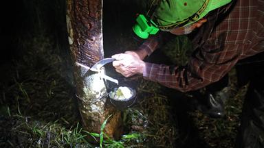 Kautschukbaum wird angezapft