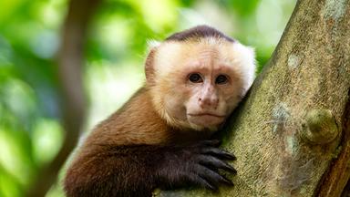 Affe im kolumbianischen Regenwald