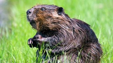 Biber auf einer Wiese