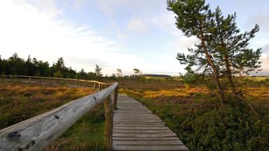 Unterfranken, der Holzbohlenpfad durch das Schwarze Moor in der Rhön bei Faldungen im Lkr. Rhön-Grabfeld. Herbstliche Stimmung, Heidekraut, vom Wind gekrümmte Kiefern.
