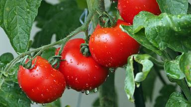 Tomaten an einem Strauch