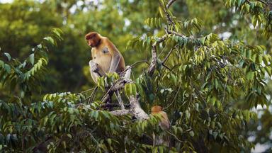 Nasenaffe in einer Baumkrone
