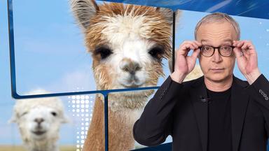 Der Moderator vor einer Videowand, auf der zwei Alpakas in Richtung Betrachter schauen.