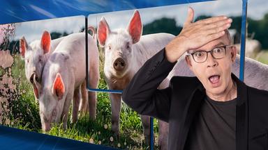 Christoph Süss vor einem Greenscreen mit einem Bild von Schweinen.