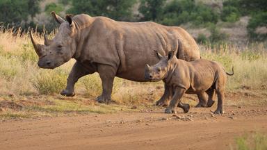 Nashoerner in der Wildnis