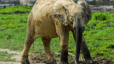 Krank aussehender Waldelelefant steht in der Natur