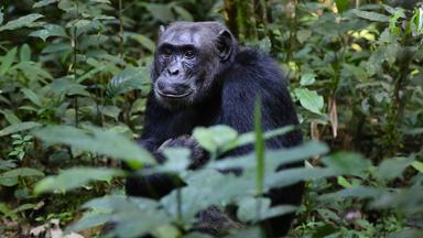 Gorilla versteckt im Regenwald