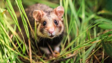 Feldhamster auf einer WIese, vresteckt im Grad
