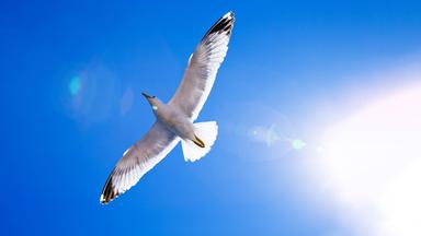 Blick von unten auf einen großen, weißen Vogel, der am Himmel schwebt.