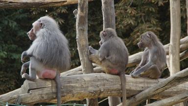 Drei junge Paviane im Zoo