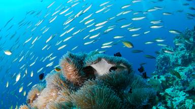 FIsche schwimmen im Ozean